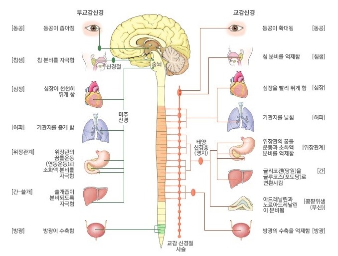 자율신경의 전신 분포 — 부교감신경과 교감신경이 눈·침샘·심장·기관지·위장관·간·방광에 각각 반대 방향으로 작용합니다